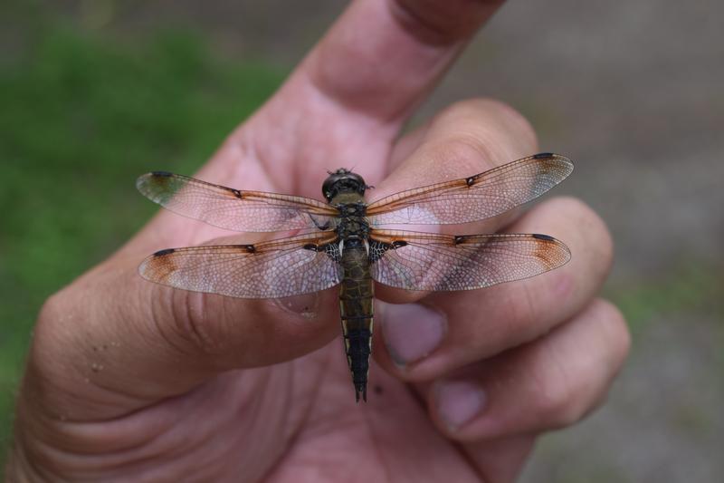 Photo of Four-spotted Skimmer