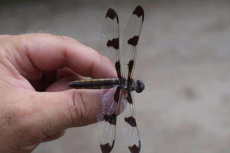 Photo of Twelve-spotted Skimmer
