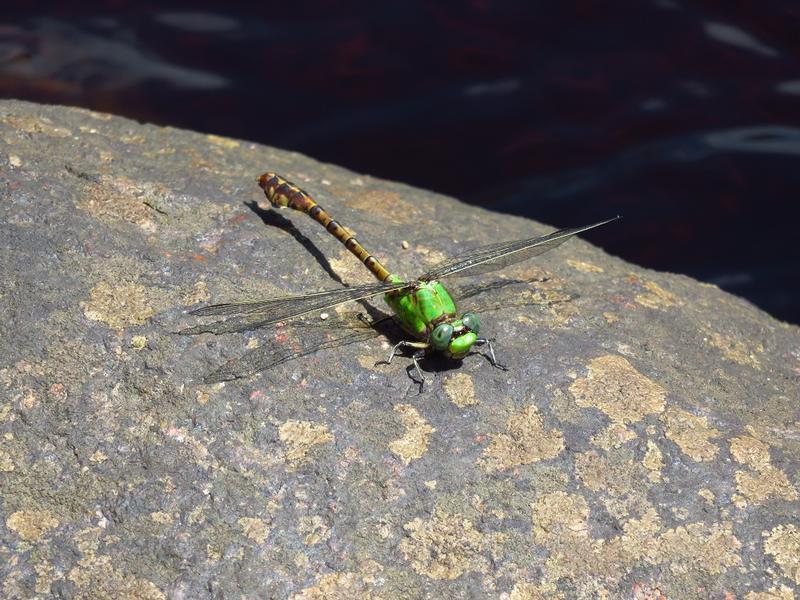 Photo of Rusty Snaketail