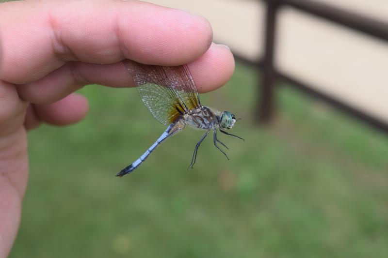 Photo of Blue Dasher