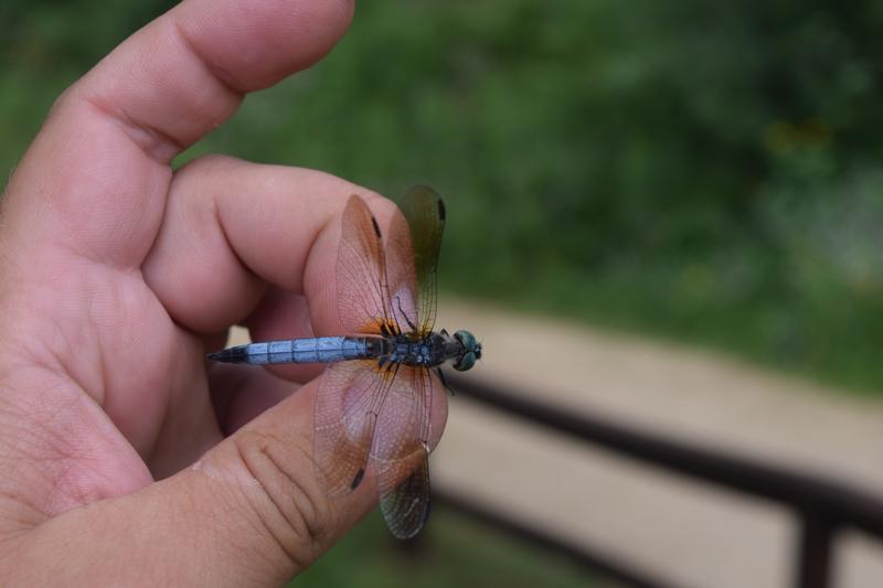 Photo of Blue Dasher