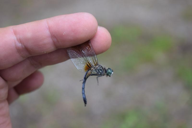 Photo of Blue Dasher