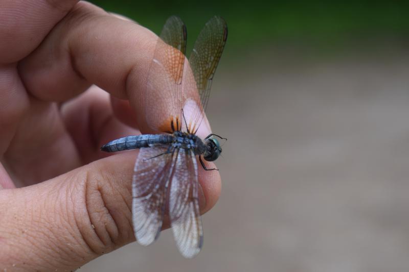 Photo of Blue Dasher
