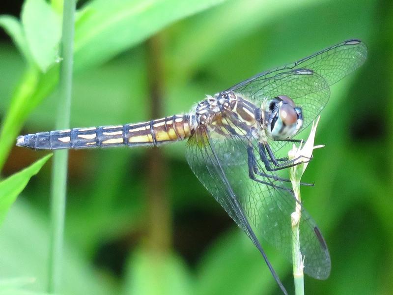 Photo of Blue Dasher