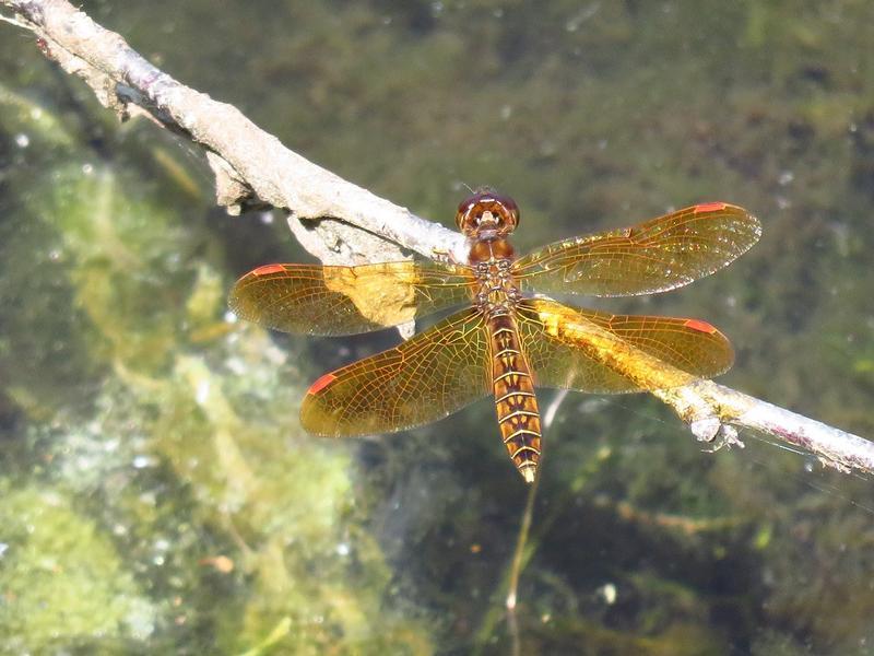 Photo of Eastern Amberwing