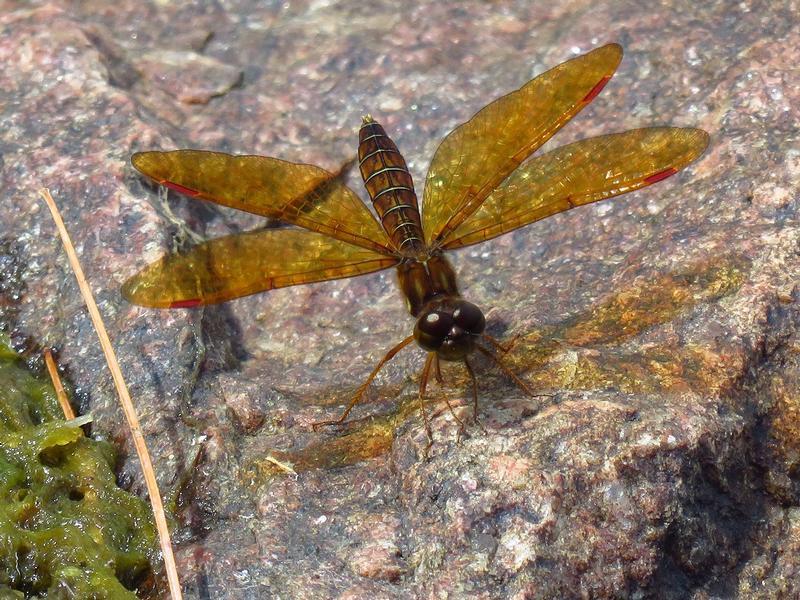 Photo of Eastern Amberwing