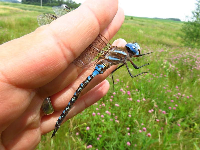 Photo of Blue-eyed Darner
