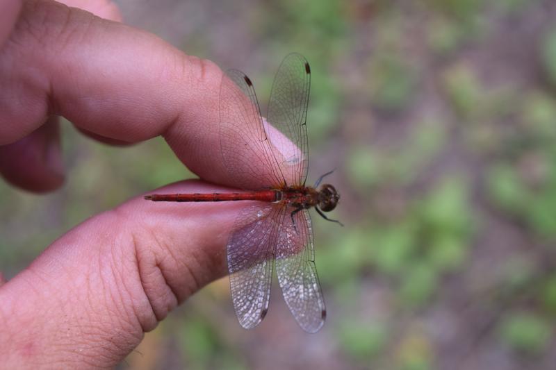 Photo of White-faced Meadowhawk