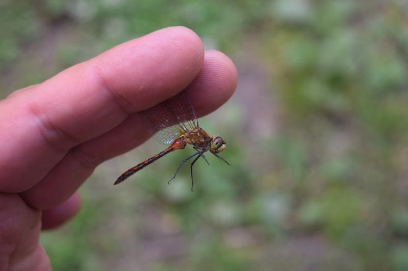 Photo of White-faced Meadowhawk