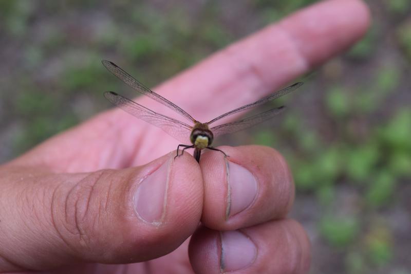 Photo of White-faced Meadowhawk