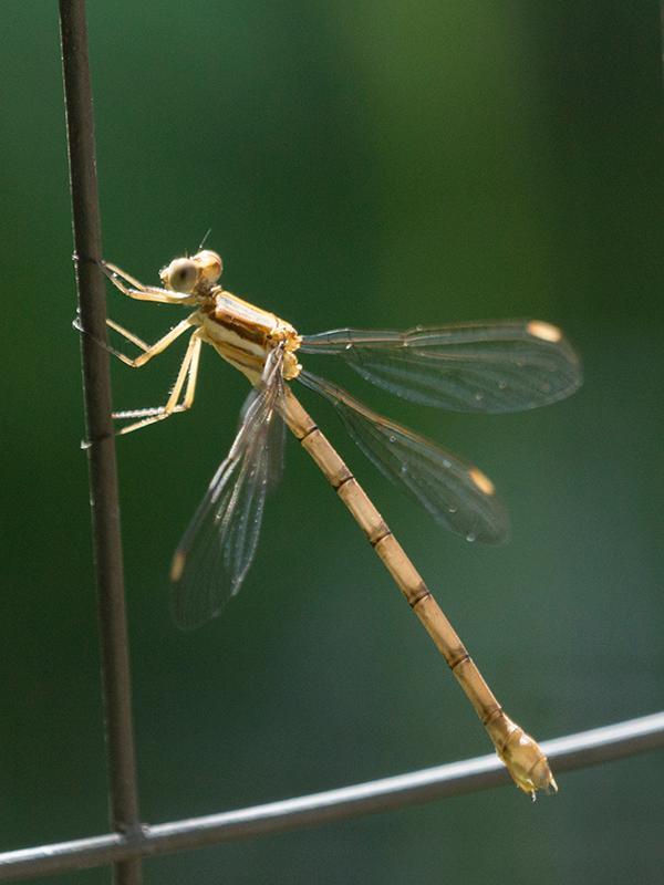 Photo of Great Spreadwing