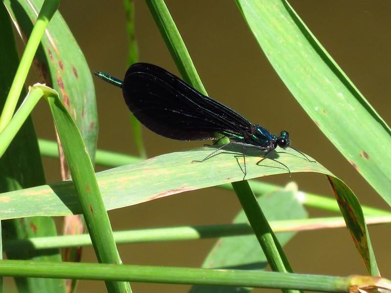 Photo of Ebony Jewelwing
