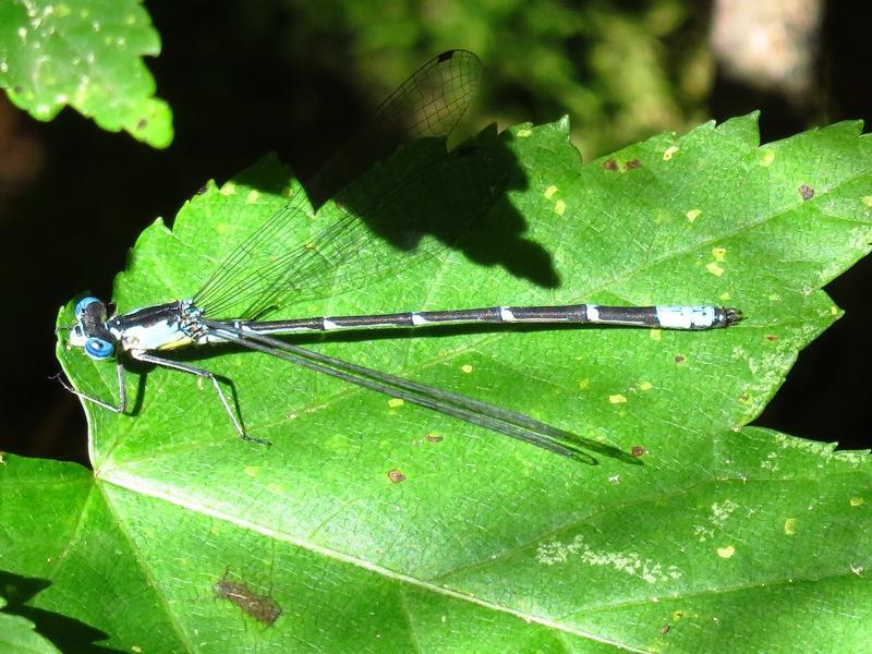 Photo of Aurora Damsel