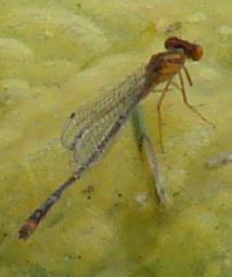 Photo of Orange Bluet