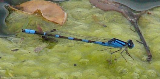 Photo of Tule Bluet