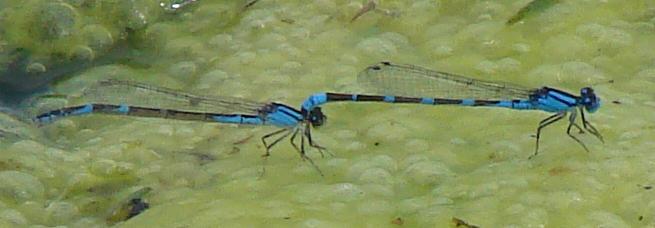 Photo of Tule Bluet