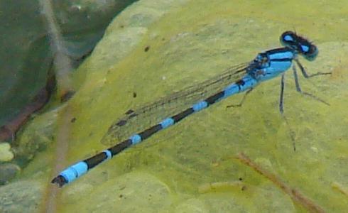 Photo of Tule Bluet