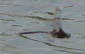 Photo of Prince Baskettail