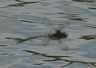 Photo of Prince Baskettail