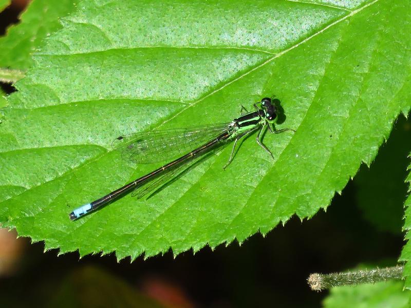 Photo of Eastern Forktail