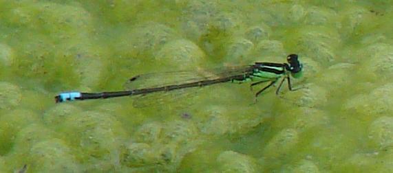 Photo of Eastern Forktail