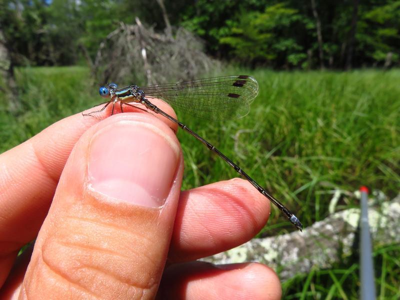 Photo of Slender Spreadwing