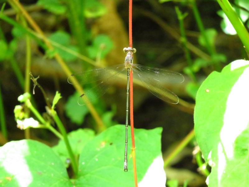 Photo of Slender Spreadwing