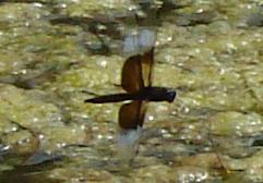 Photo of Widow Skimmer