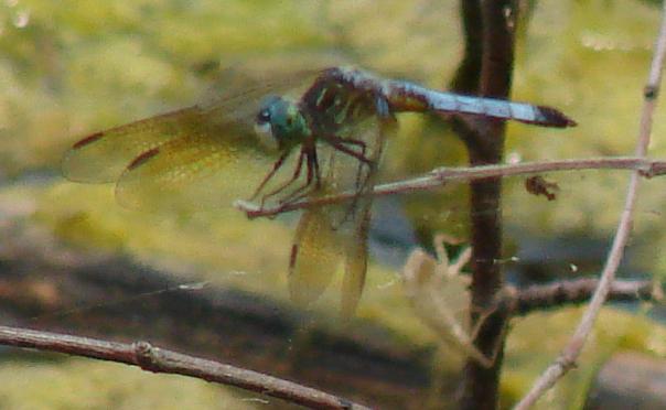 Photo of Blue Dasher