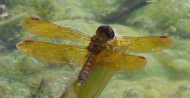 Photo of Eastern Amberwing