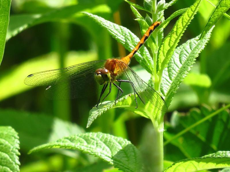 Photo of White-faced Meadowhawk