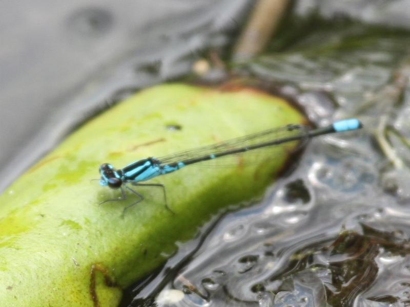 Photo of Skimming Bluet