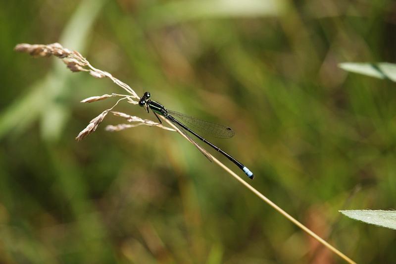 Photo of Eastern Forktail