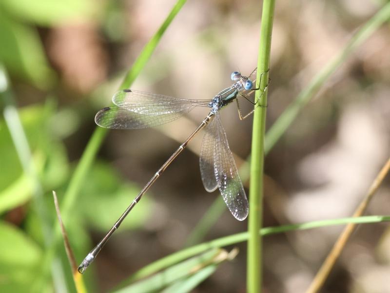 Photo of Slender Spreadwing