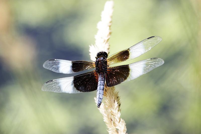 Photo of Widow Skimmer