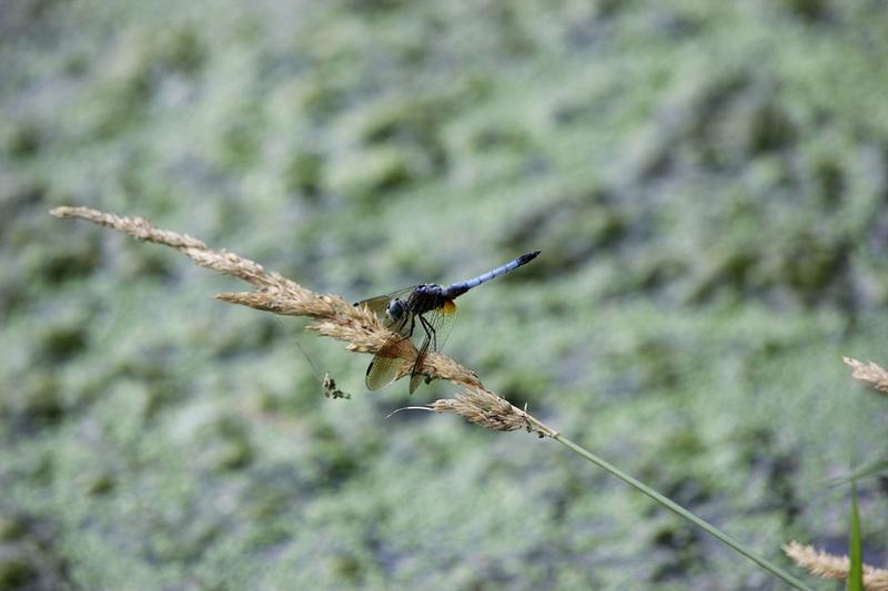 Photo of Blue Dasher