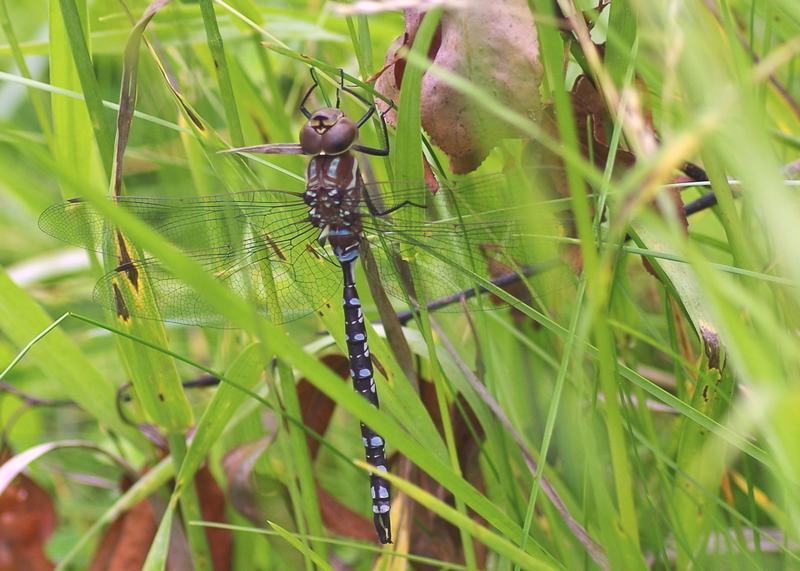 Photo of Lance-tipped Darner