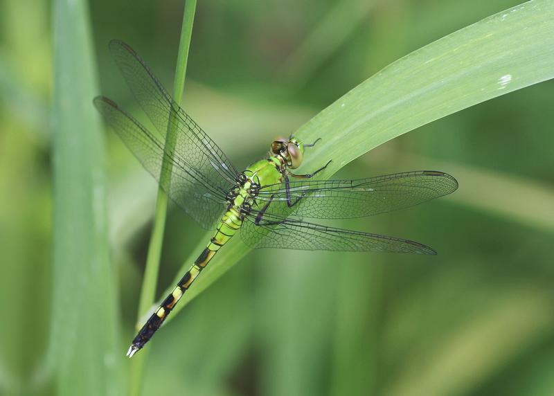 Photo of Eastern Pondhawk