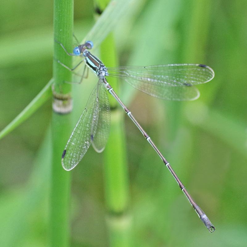 Photo of Slender Spreadwing