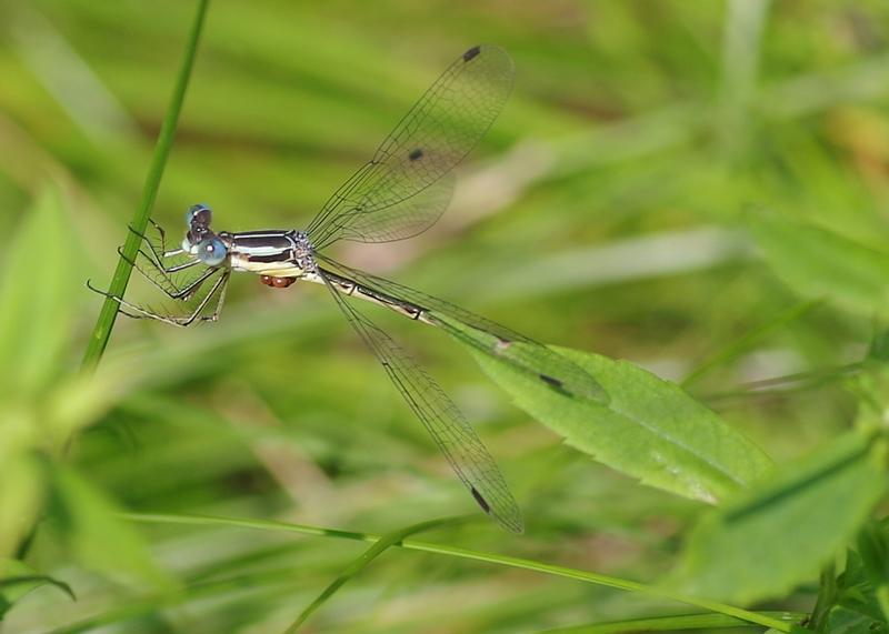Photo of Slender Spreadwing