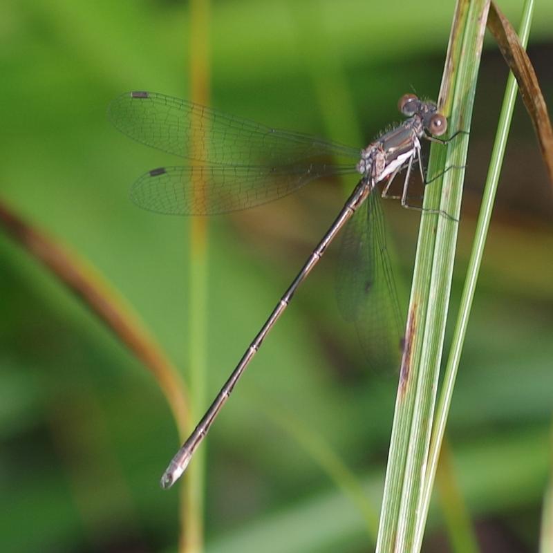 Photo of Spotted Spreadwing
