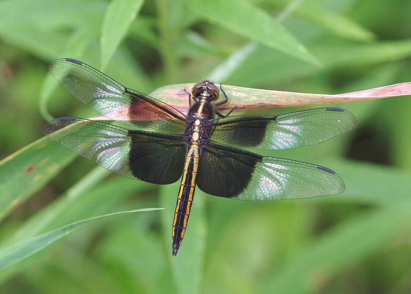 Photo of Widow Skimmer