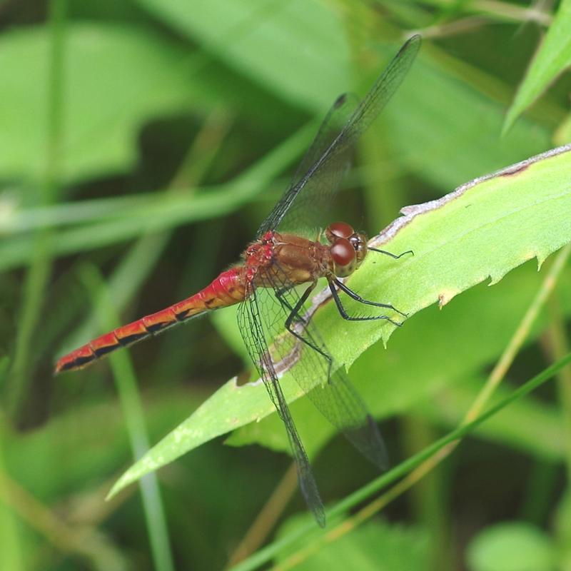 Photo of Ruby Meadowhawk