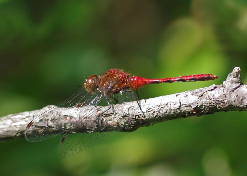 Photo of Ruby Meadowhawk