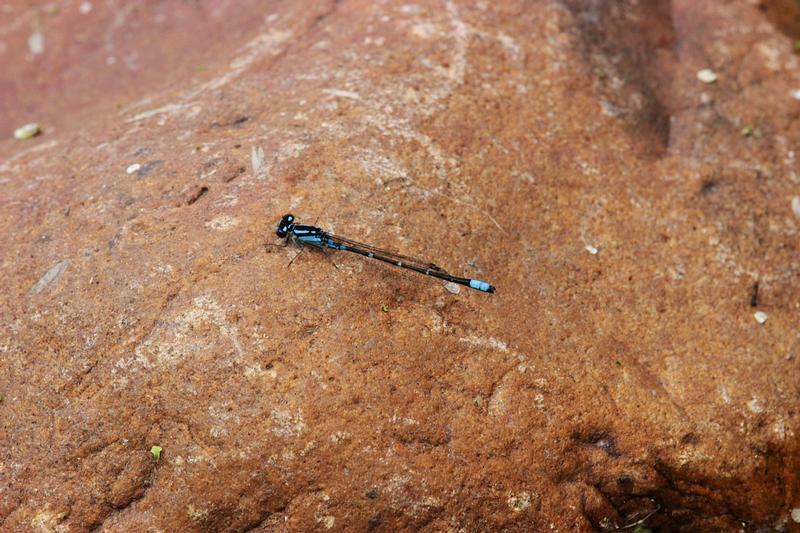 Photo of Skimming Bluet