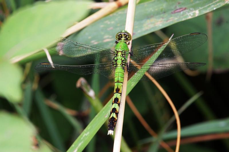 Photo of Eastern Pondhawk
