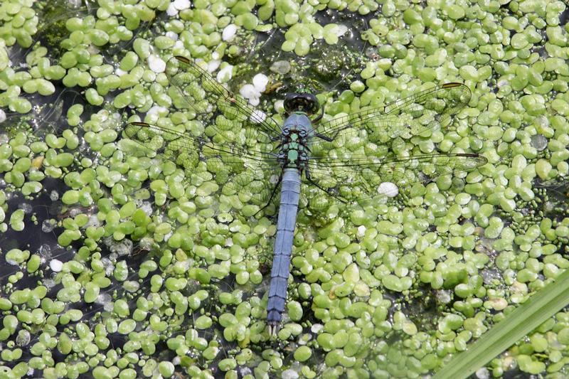 Photo of Eastern Pondhawk