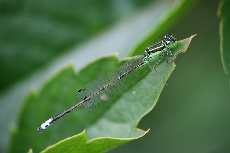 Photo of Eastern Forktail