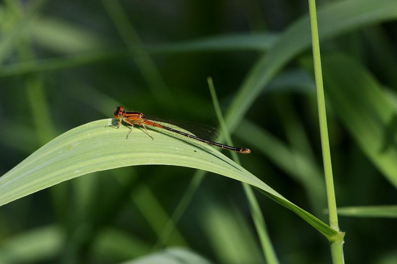 Photo of Eastern Forktail