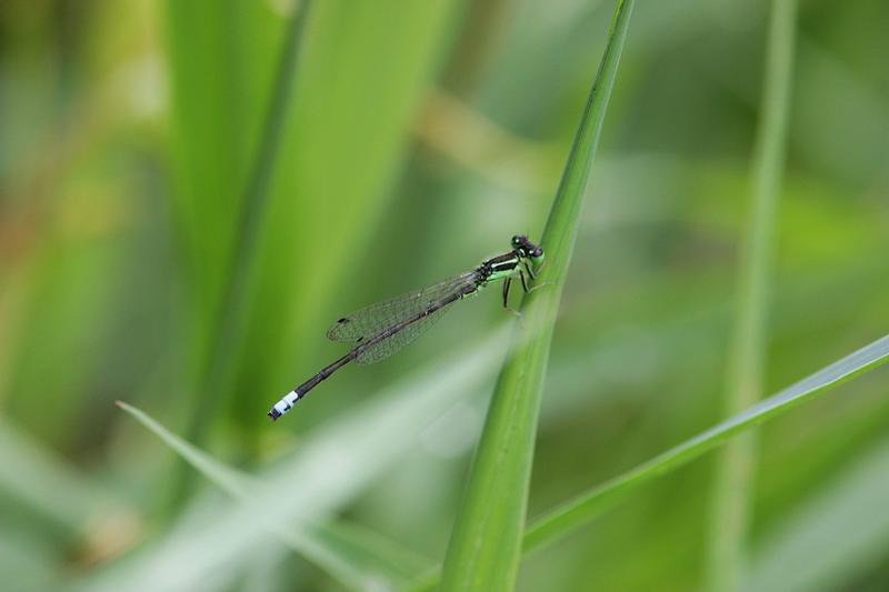 Photo of Eastern Forktail